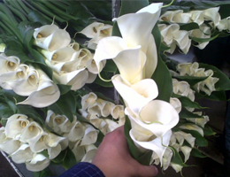 Calla Lilly - Bouquet