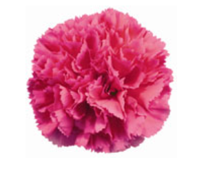 Carnation - Bizet (Dark Pink)