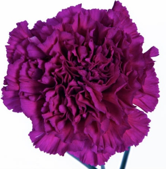 Carnation - Goleb