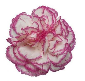 Carnation - Komanchi (Bi-color)