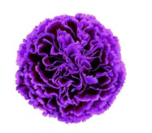 Carnation - Nobbio Fatasy (Purple)