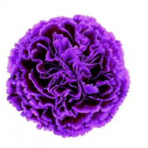 Carnation - Nobbio Fatasy (Purple)