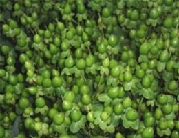 Hypericum - Green Jade