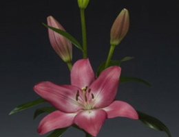 Lily Asiatic - Arbatax