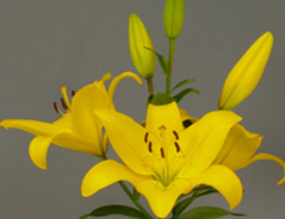Lily Asiatic - Yellow Diamond