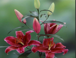 Lily Oriental - Corvana (Dark Pink)