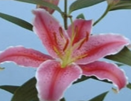 Lily Oriental - La Mancha