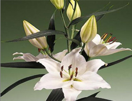 Lily Oriental