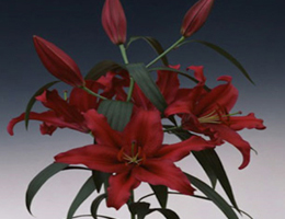 Lily Oriental - Mambo (Dark Pink)