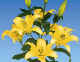 Lily Oriental - Yelloween
