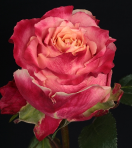 Rose - 3D (Bicolor)