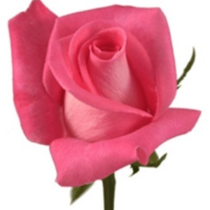 Rose-Attache-Dark-Pink