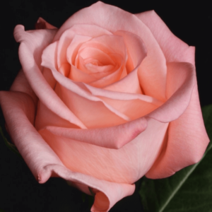 Rose-Engagement