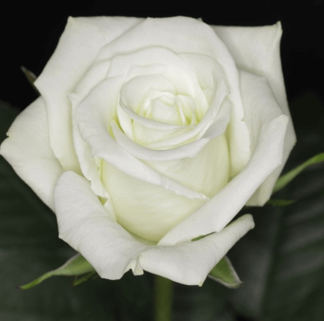 Свит эскимо роза эквадор