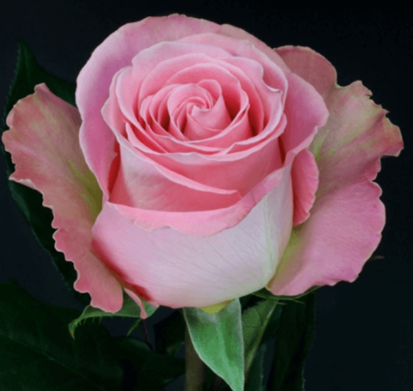 Rose - Hermosa