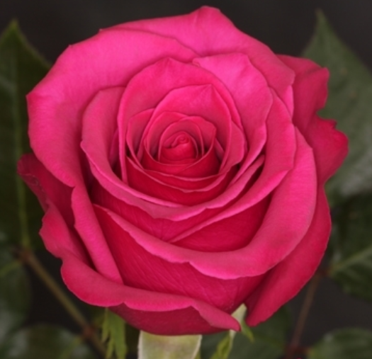Rose - Hot Princess (Dark Pink)