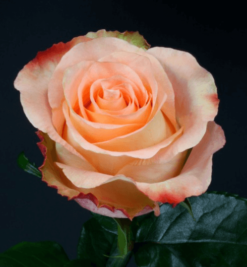 Rose - Peach Audabe