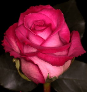Rose - Purple Cezanne (Dark Pink)