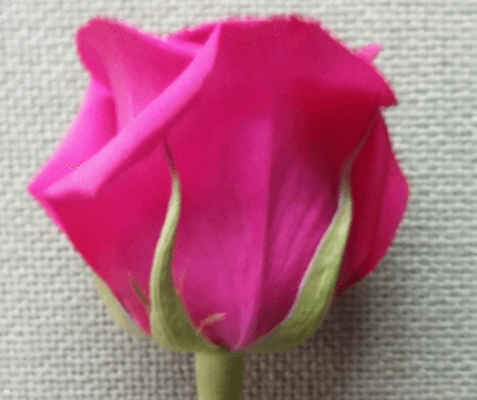 Rose - Queen Berry (Dark Pink)