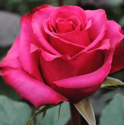 Rose - Roseberry (Dark Pink)