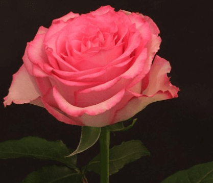 Rose - Sweet Unique