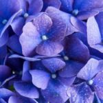 blue-flowerss