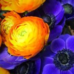 yellow-blue-flower