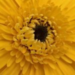 yellow-flower