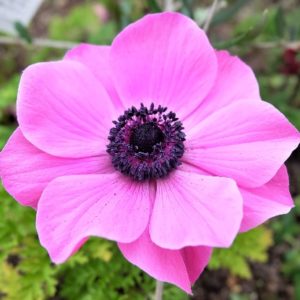 Anemone - Pink