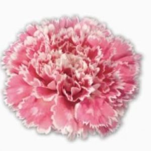 Carnation - Nobbio Pink