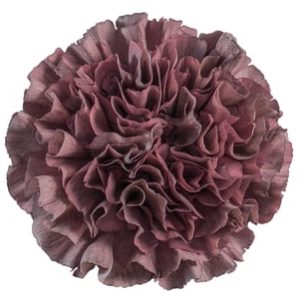 Carnation - Thrill Sepia