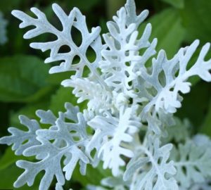 Dusty Miller - Lacey