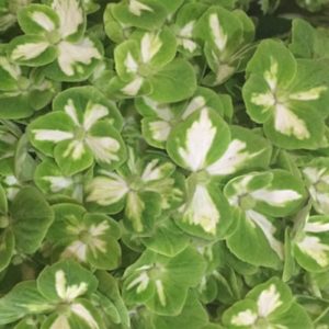 Hydrangea - Green Mojito Varigated
