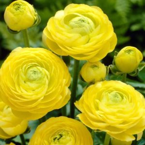 Ranunculus - Yellow